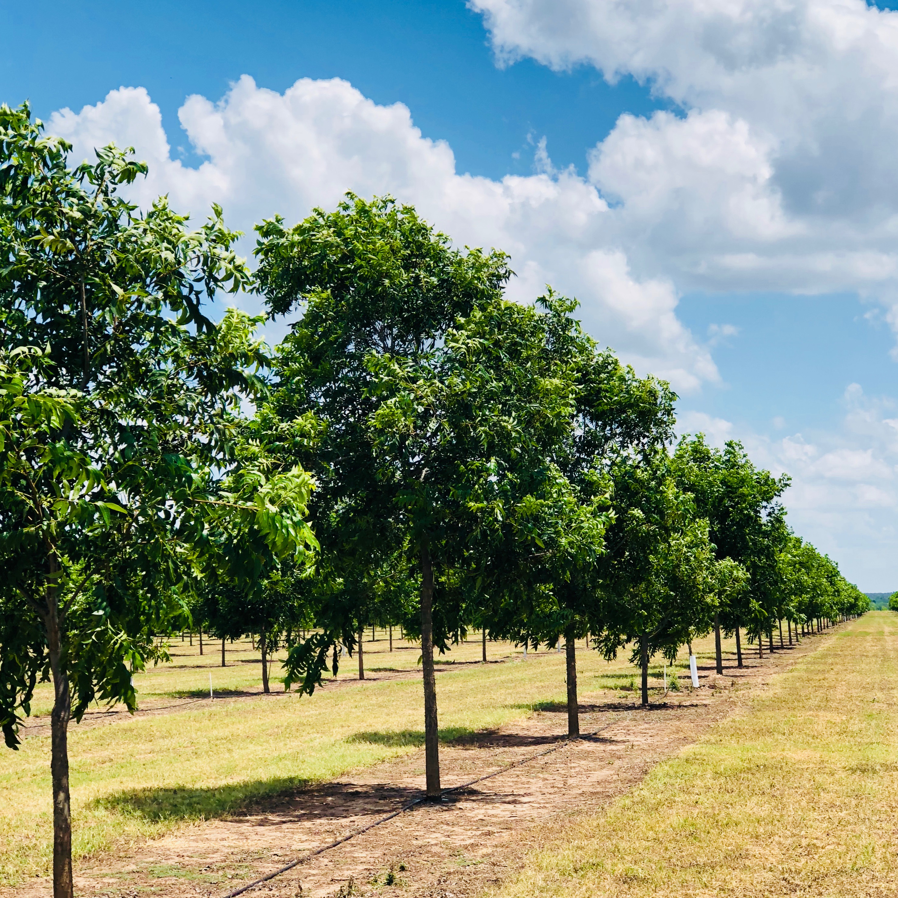 Our Farms - Pecan Grove Farms