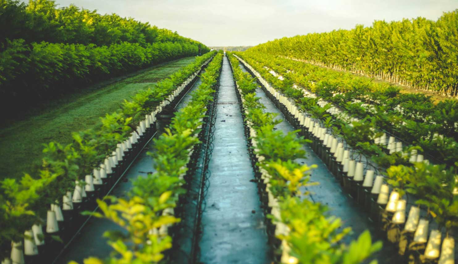 Home Pecan Grove Farms Pecan Grove Farms Nursery